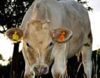 LiveStock